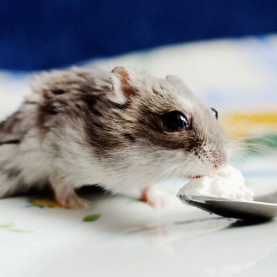 Les vitamines et minéraux pour hamsters