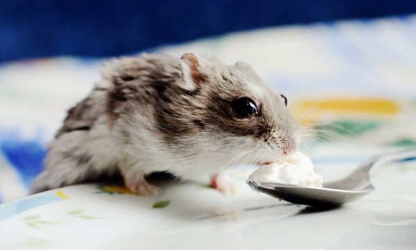 Les vitamines et minéraux pour hamsters