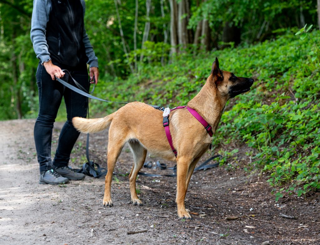 Harnais de pistage pour chien