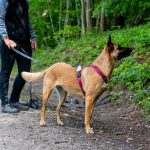 Harnais pour chien: lequel choisir pour quelle utilisation ?