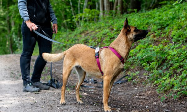 Quel harnais choisir pour son chien ?