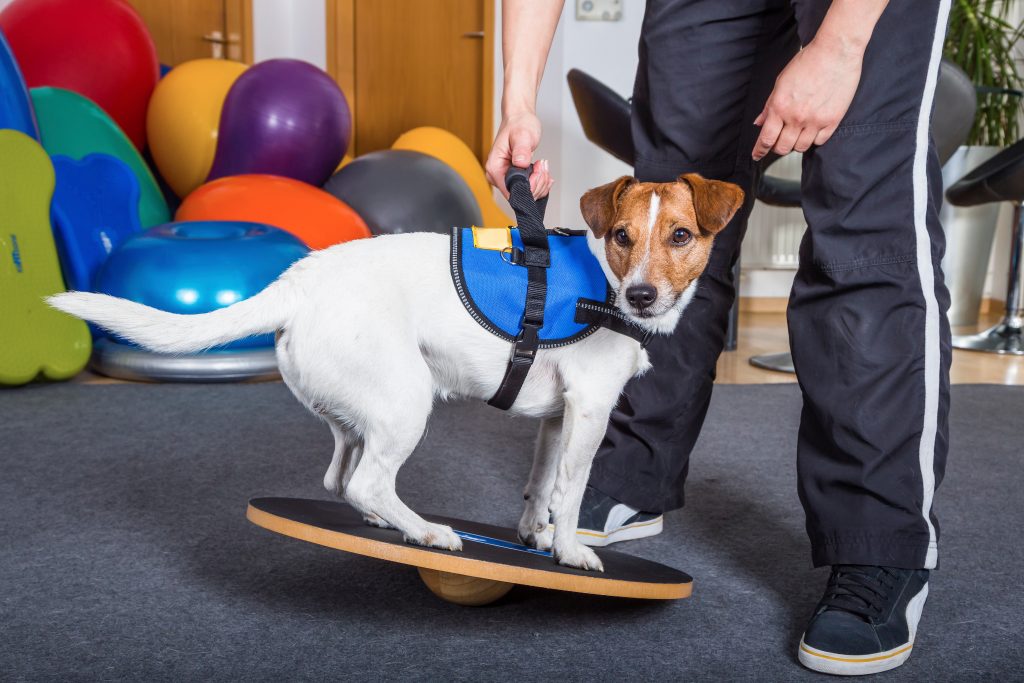 Harnais de soutien pour chien