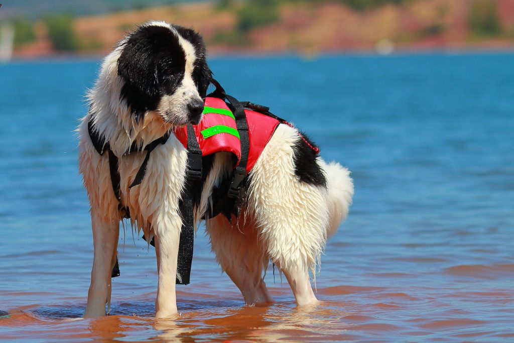 Harnais travail à l'eau pour chien