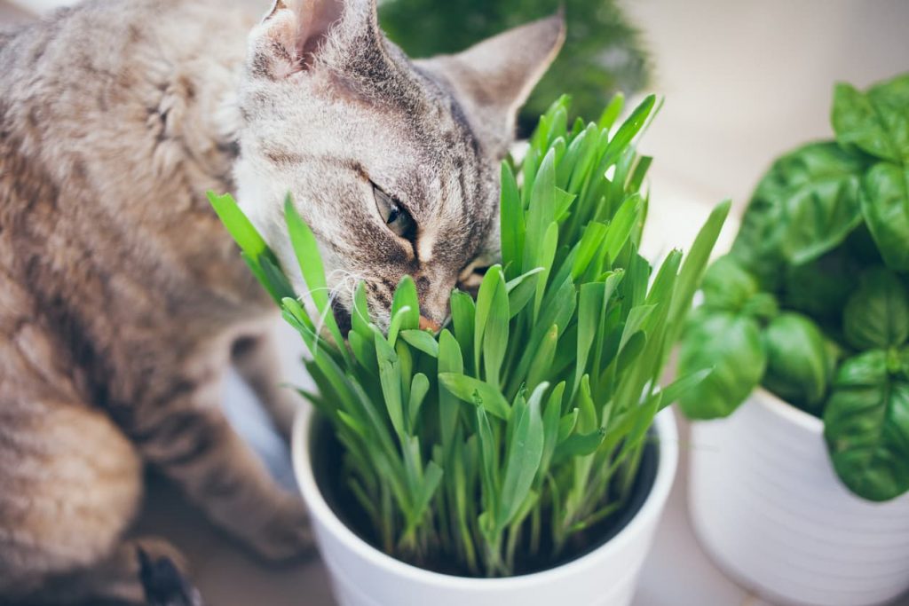chat qui mange de l'herbe à chat