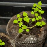 Comment faire pousser de l’herbe à chat ?