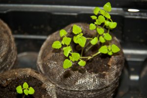 Comment faire pousser de l’herbe à chat ?