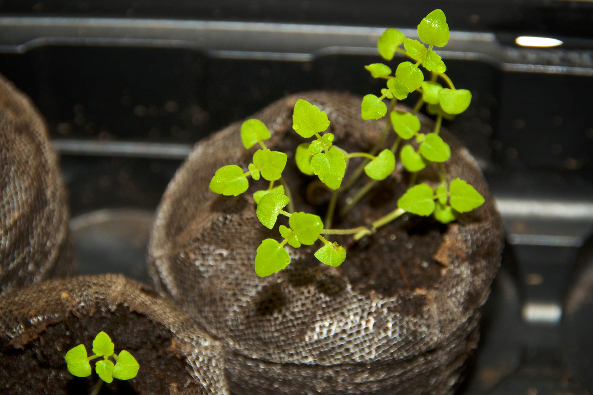 1 Pc Pot Plantation D'herbe De Chat Pour Les Gens Paresseux - Temu France