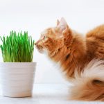 Herbe à chat : Tout Savoir sur ses effets et ses bienfaits