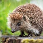 Hérisson : 6 faits à savoir sur ce petit mammifère