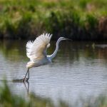 Où vivent les oiseaux en France ? 4 habitats à connaître