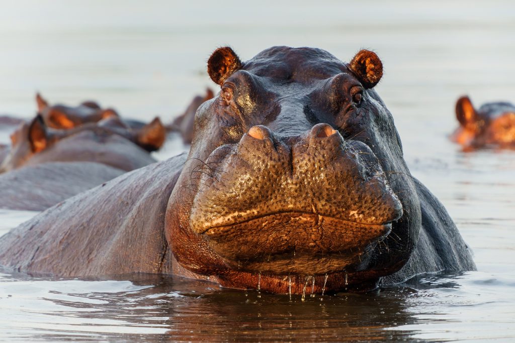L'hippopotame
