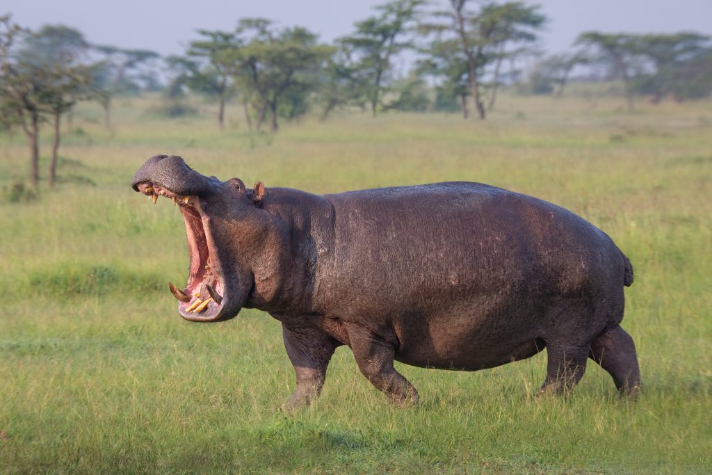 hippopotame