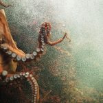 Pieuvres géantes : Top 4 histoires à travers le monde
