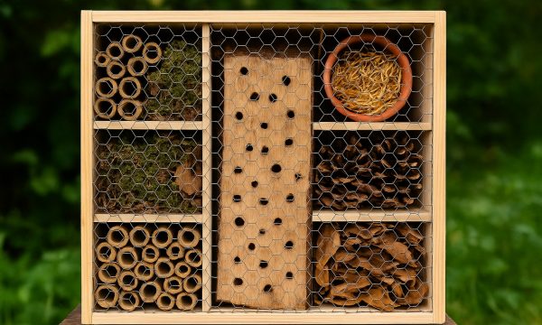 Construire un hôtel à insectes : étapes de construction DIY