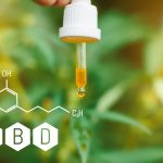 L’huile de CBD pour le chien