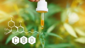 L’huile de CBD pour le chien