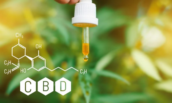 L’huile de CBD pour le chien