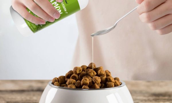 Huile de saumon pour chien : bienfaits et dosage
