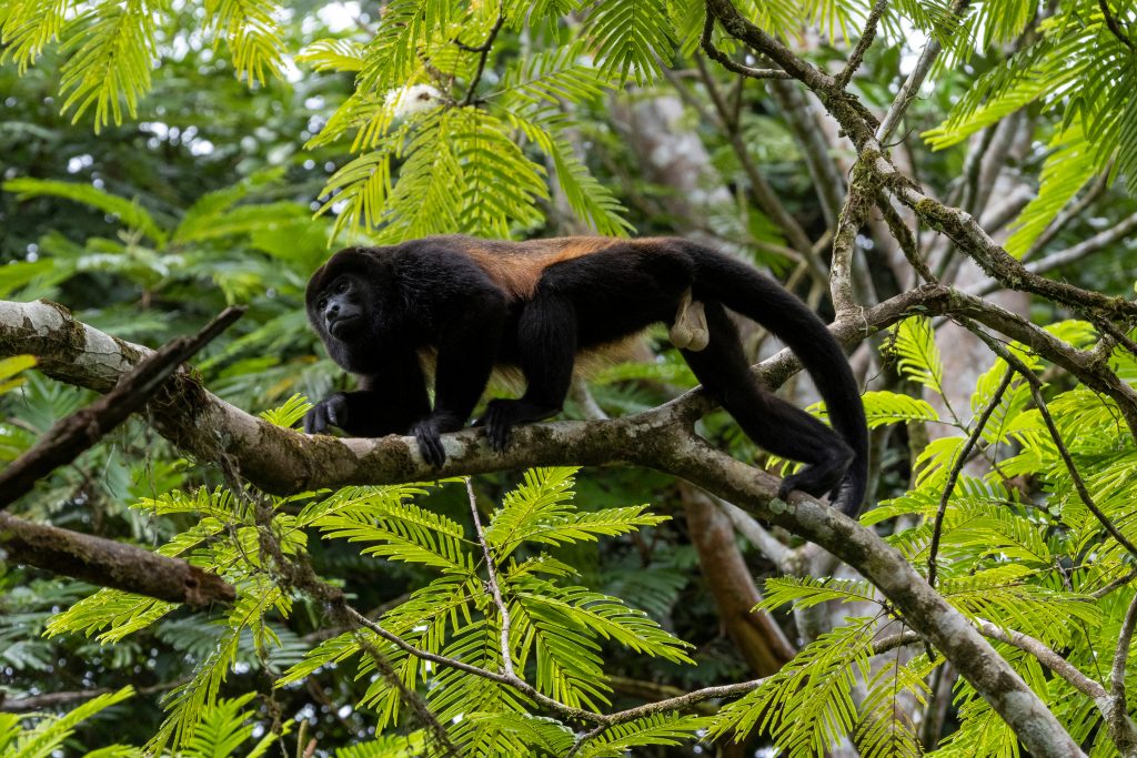 Singe hurleur à manteau