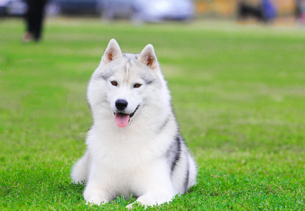 Husky de sibérie