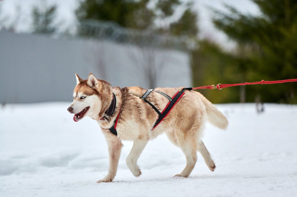 Harnais de traction pour chien