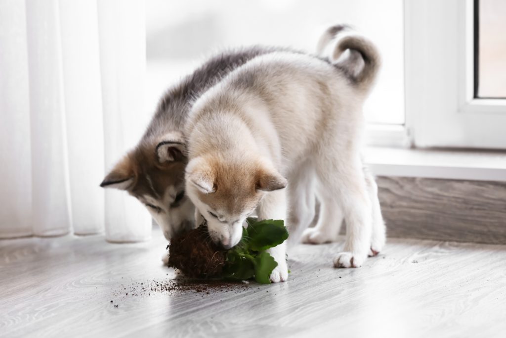 Deux husky atteints de pica qui mangent une plante avec de la terre
