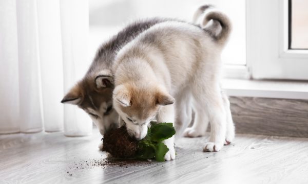 Le pica chez les chiens : un comportement alimentaire anormal