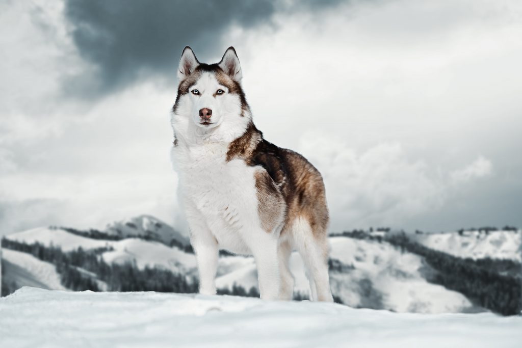 Husky de Sibérie