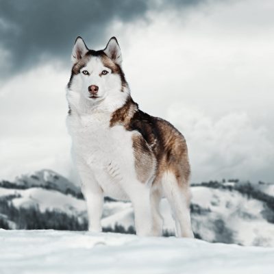 Top 10 des races de chiens de montagne