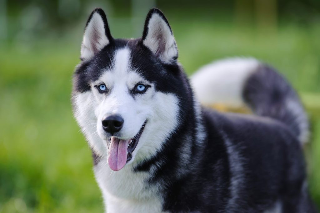 Husky de sibérie aux yeux bleus