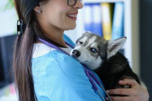 Frais vétérinaires : faut-il souscrire à une assurance santé pour son chien ?