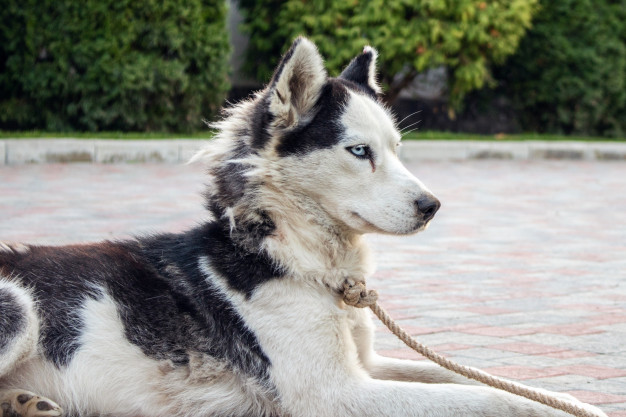 husky attaché