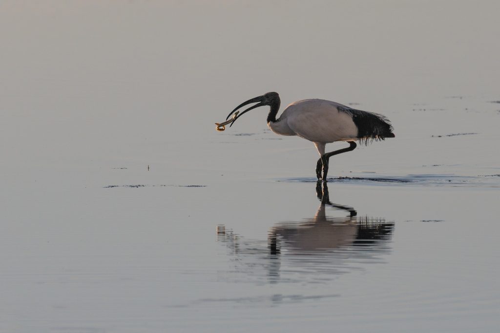 Ibis sacré