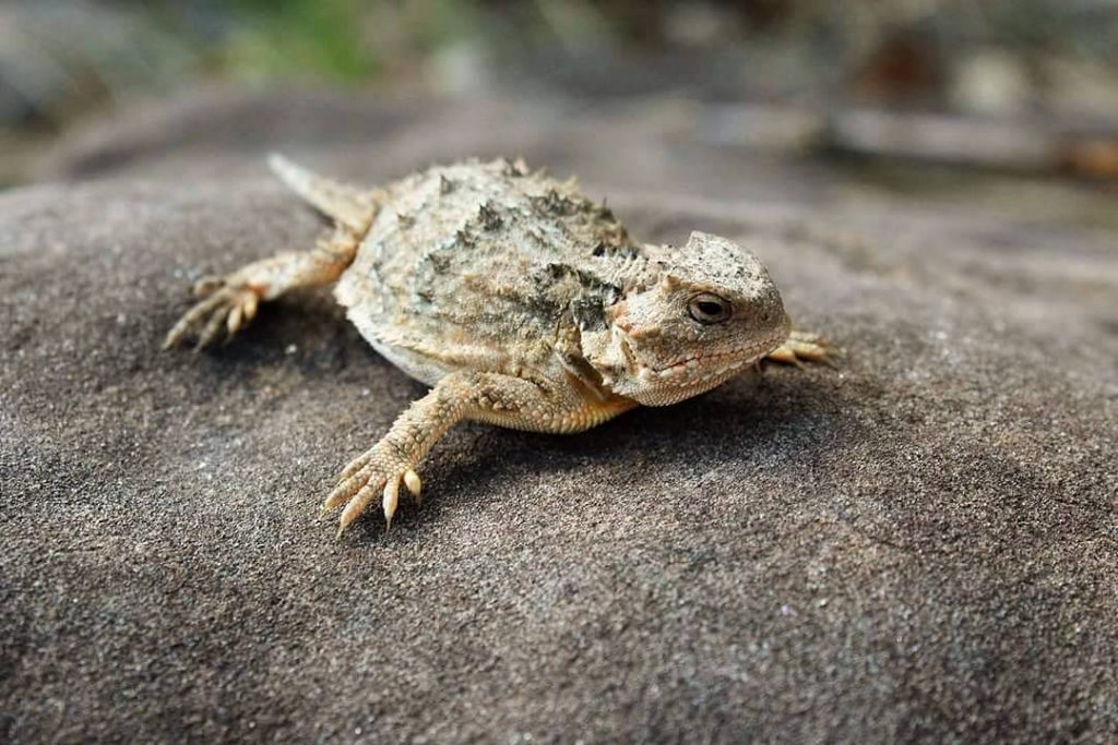 Iguane à petites cornes