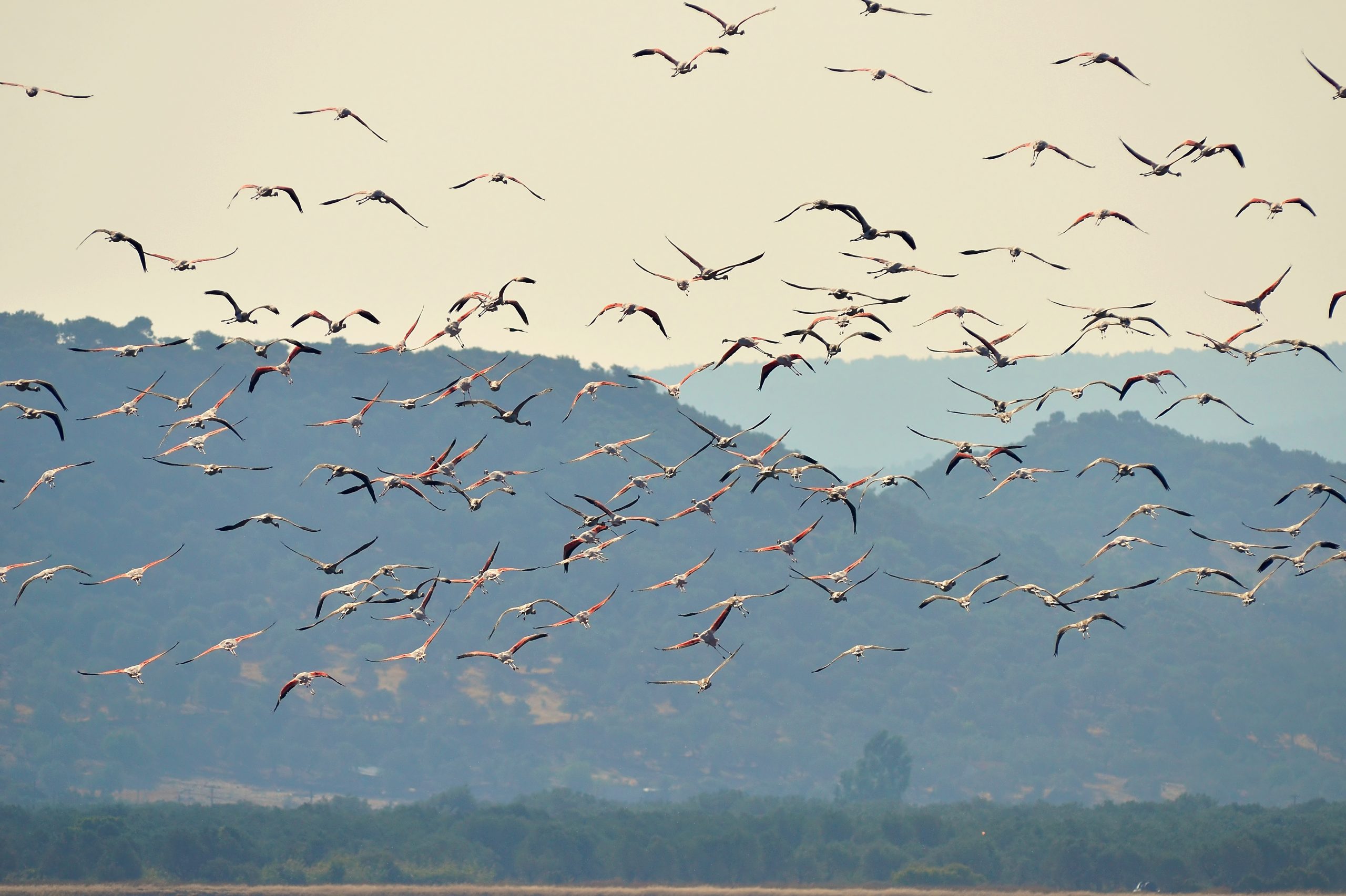 Oiseaux de l'île de Lesbos