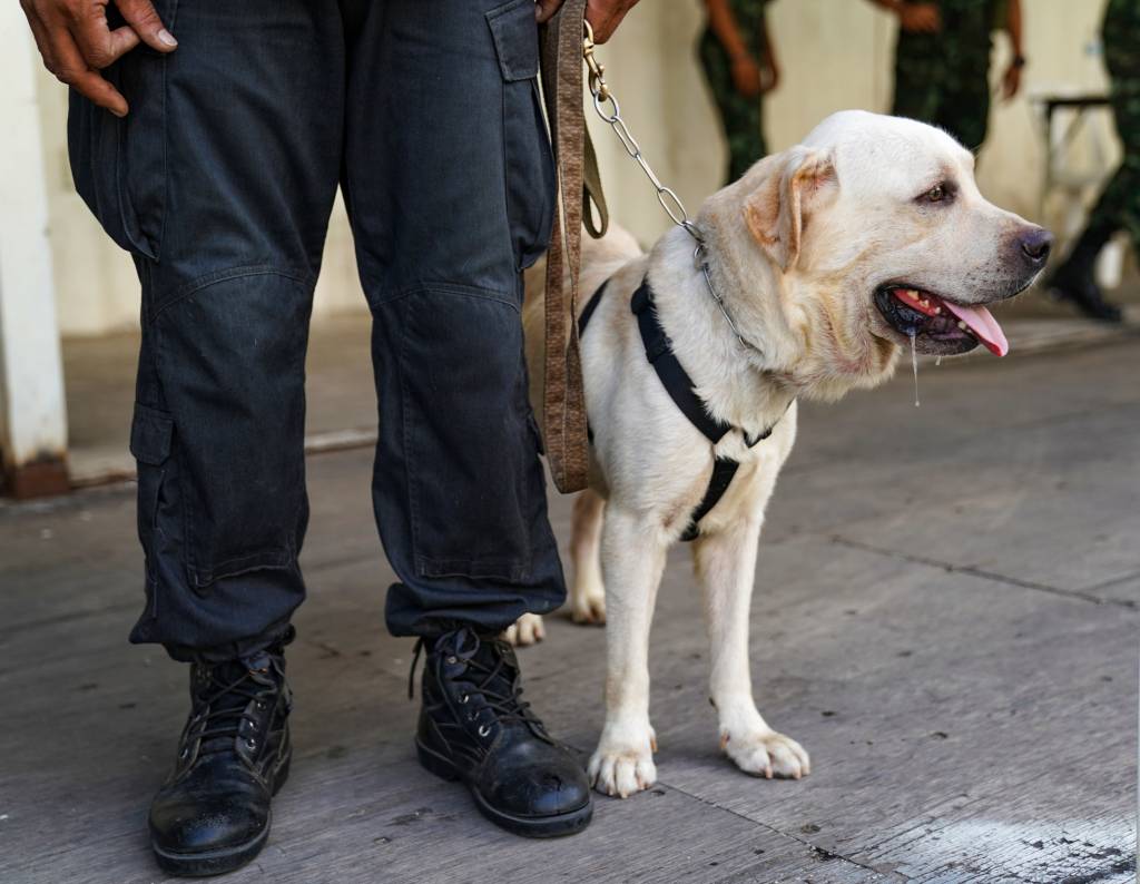 Chien de sécurité