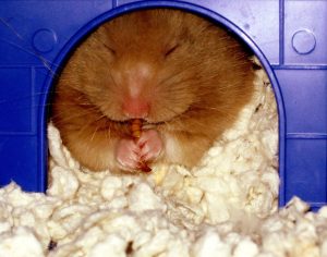 insectes pour hamsters