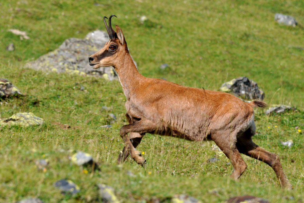 Isard des pyrénées