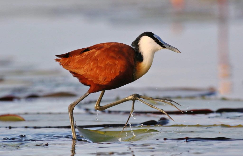 jacana noir sur l'eau