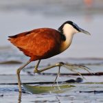 Animaux qui marchent sur l’eau : Top 6 espèces à connaître