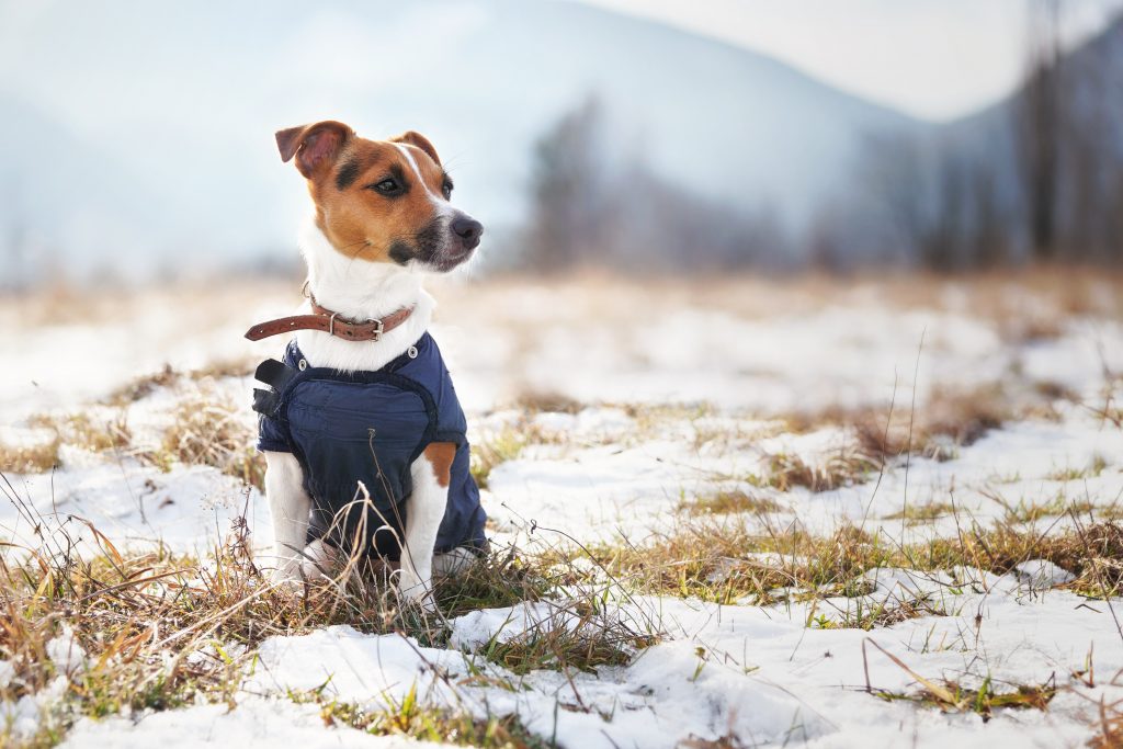 Chien Jack Russel qui porte un manteau dehros