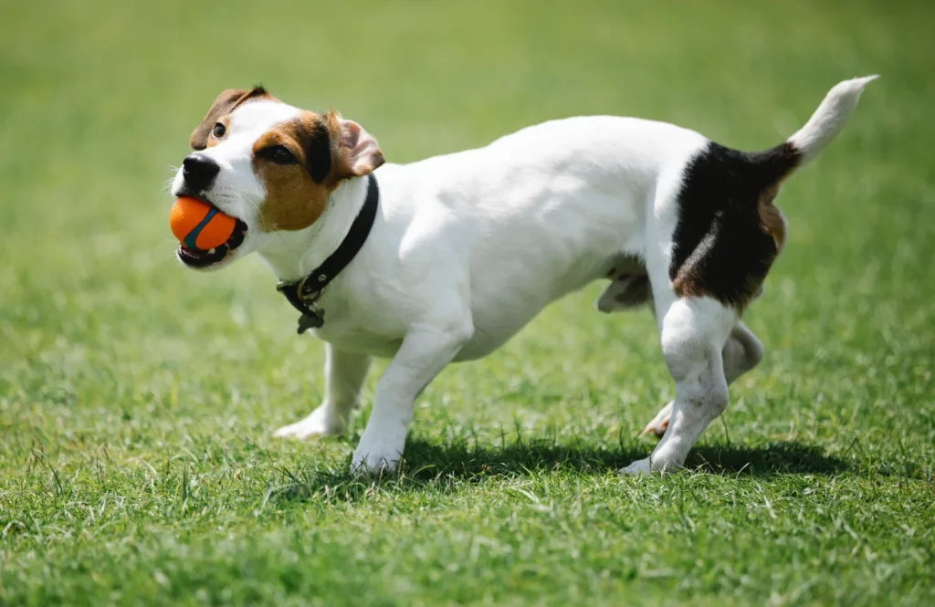 Jack Russel Terrier