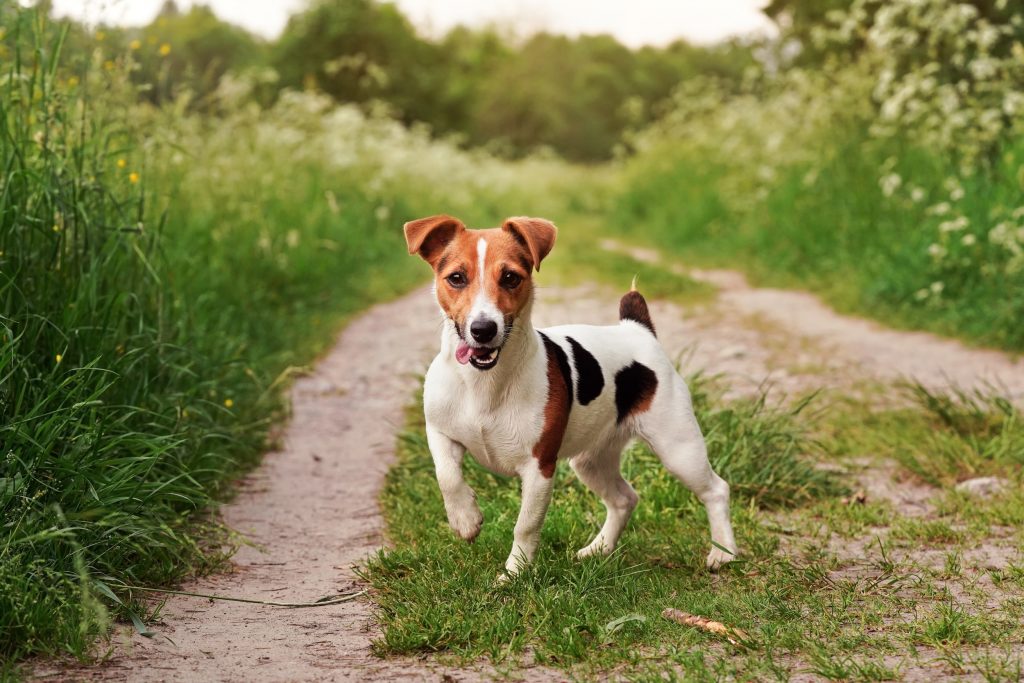 Jack Russel Terrier