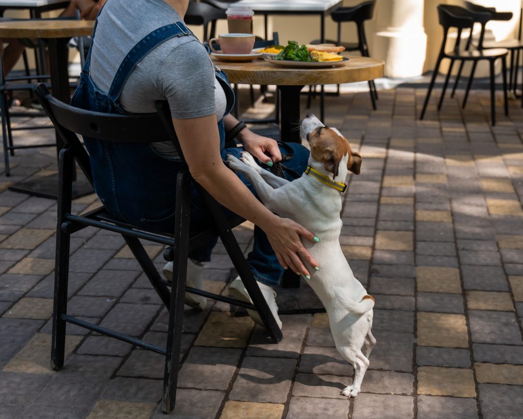 restaurant avec son chien