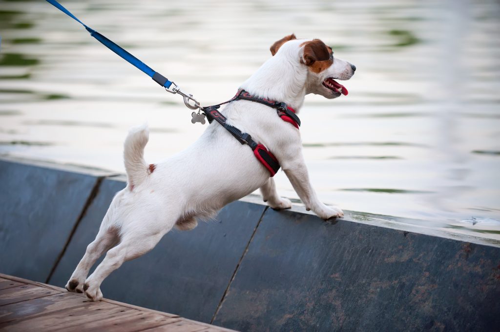 Harnais sur un chien jack russel