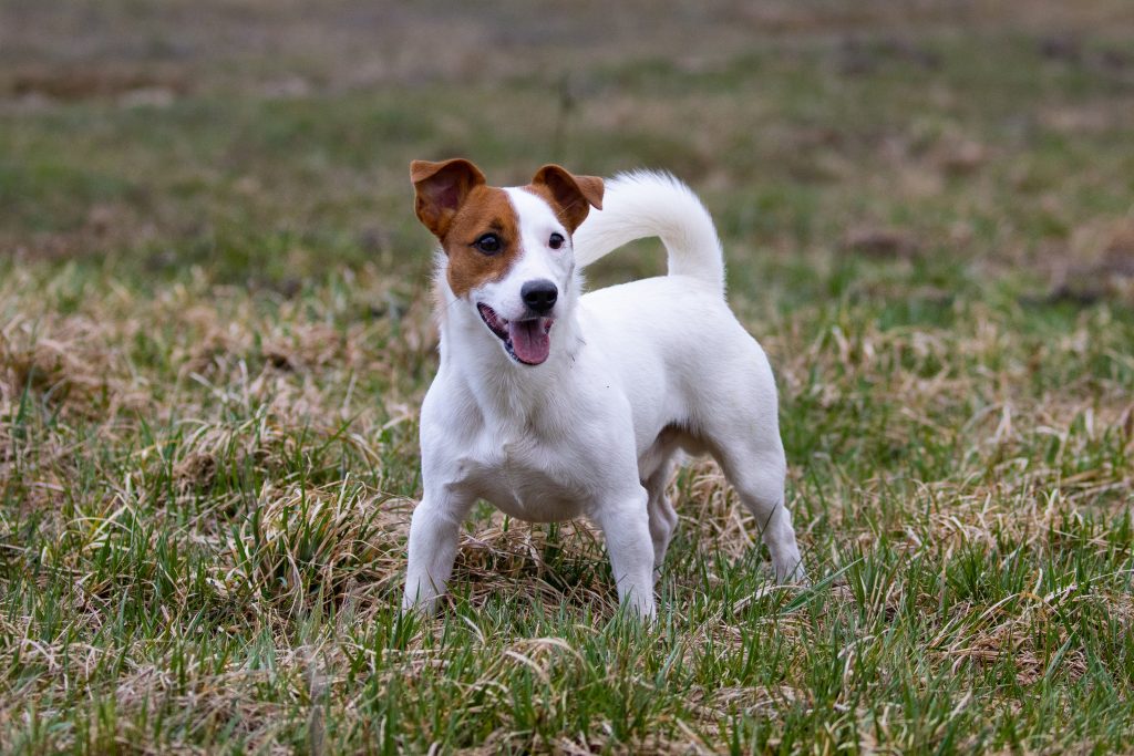 Jack Russel Terrier