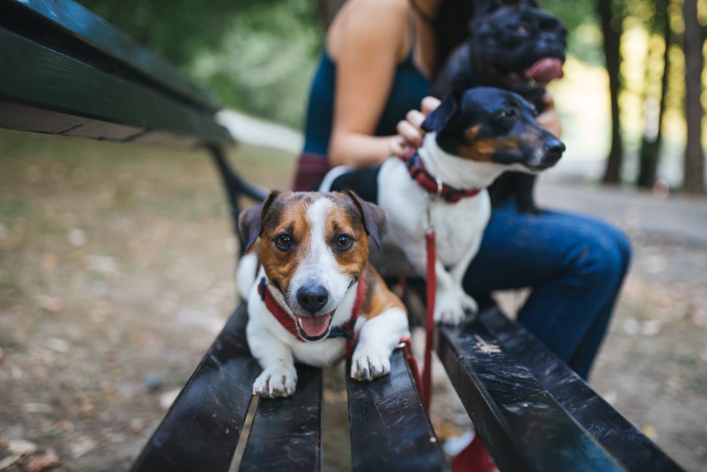 Chien sur un banc avec un pet sitter