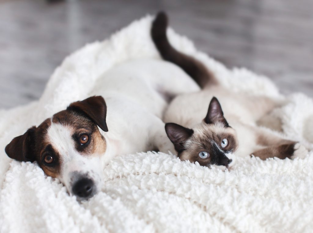 Jack Russel avec un chat