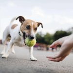 Apprendre à son chien à rapporter