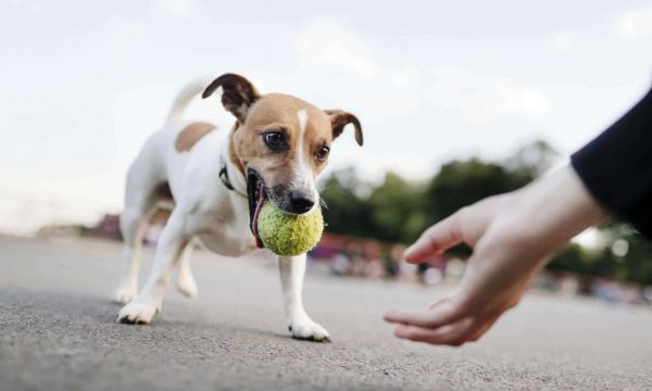 Apprendre à son chien à rapporter
